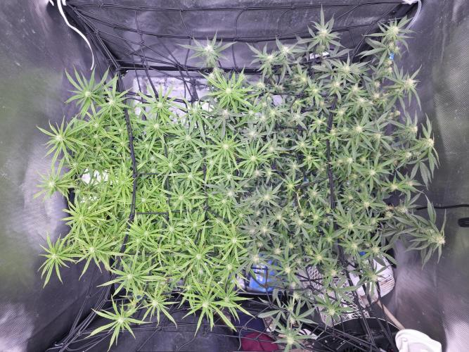 Bubblegum Femaleseeds. Week 11 - 26/03/2026
Defolled a few leaves from bubblegum!
Light increased to 90% 