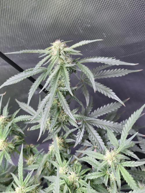 Bubblegum Femaleseeds. Week 11 - 26/03/2026
Defolled a few leaves from bubblegum!
Light increased to 90% 