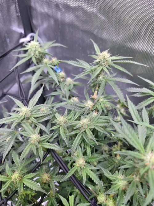 Bubblegum Femaleseeds. Week 11 - 26/03/2026
Defolled a few leaves from bubblegum!
Light increased to 90% 
