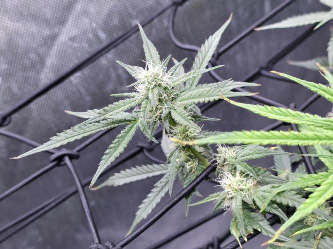 Bubblegum Femaleseeds. Week 11 - 26/03/2026
Defolled a few leaves from bubblegum!
Light increased to 90% 