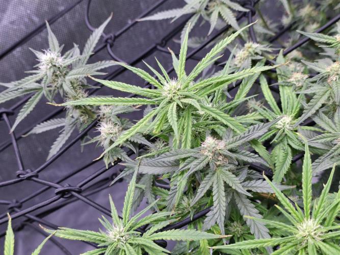 Bubblegum Femaleseeds. Week 11 - 26/03/2026
Defolled a few leaves from bubblegum!
Light increased to 90% 