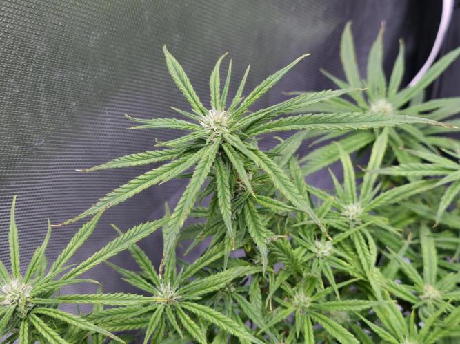Bubblegum Femaleseeds. Week 11 - 26/03/2026
Defolled a few leaves from bubblegum!
Light increased to 90% 