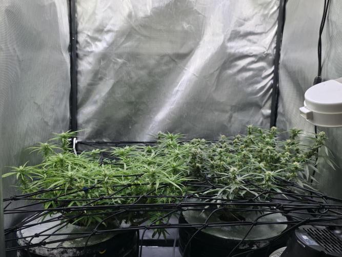 Bubblegum Femaleseeds. Week 11 - 26/03/2026
Defolled a few leaves from bubblegum!
Light increased to 90% 