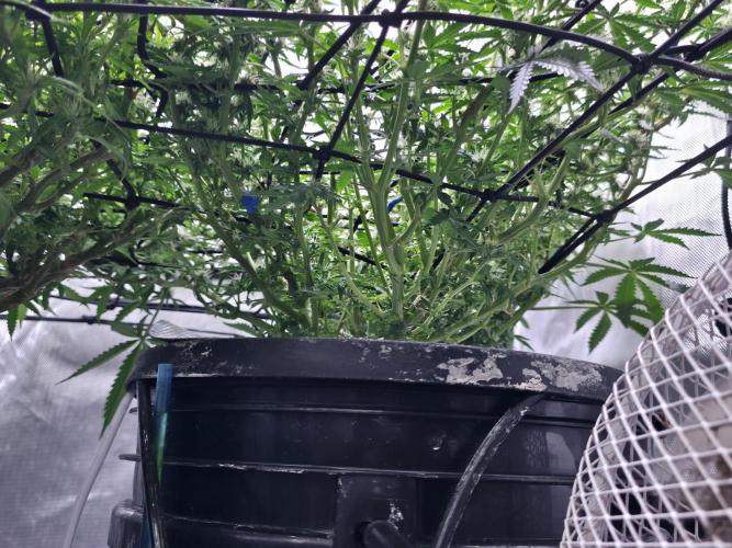 Bubblegum Femaleseeds. Week 11 - 26/03/2026
Defolled a few leaves from bubblegum!
Light increased to 90% 