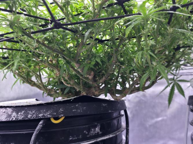 Bubblegum Femaleseeds. Week 11 - 26/03/2026
Defolled a few leaves from bubblegum!
Light increased to 90% 