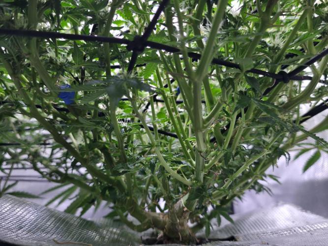 Bubblegum Femaleseeds. Week 11 - 26/03/2026
Defolled a few leaves from bubblegum!
Light increased to 90% 
