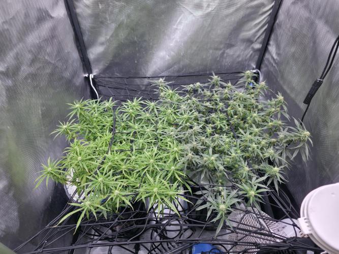 Bubblegum Femaleseeds. Week 11 - 26/03/2026
Defolled a few leaves from bubblegum!
Light increased to 90% 