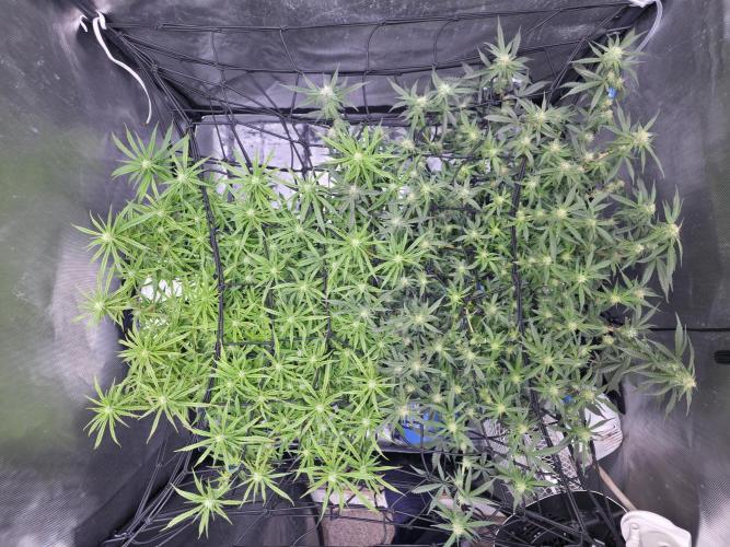 Bubblegum Femaleseeds. Week 11 - 26/03/2026
Defolled a few leaves from bubblegum!
Light increased to 90% 