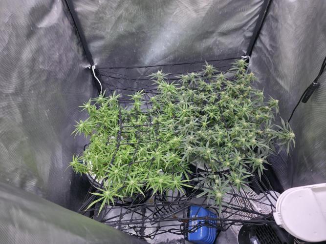 Bubblegum Femaleseeds. Week 12 - 27/03/2026
Lite defoll and tucked!