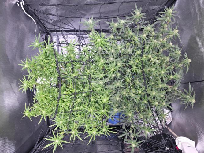 Bubblegum Femaleseeds. Week 12 - 27/03/2026
Lite defoll and tucked!
