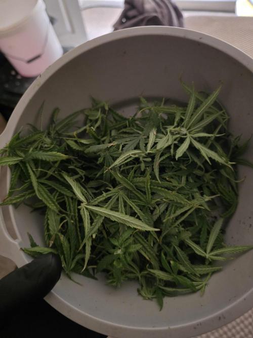 Bubblegum Femaleseeds. Week 12 - 27/03/2026
Lite defoll and tucked!