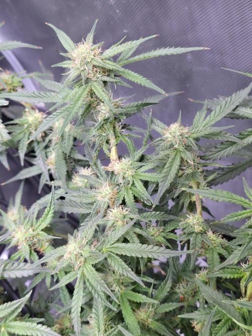 Bubblegum Femaleseeds. Week 12 - 28/03/2026 
The pistils that have died are the pollinated budsites! 