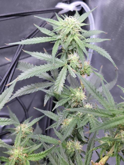 Bubblegum Femaleseeds. Week 12 - 28/03/2026 
The pistils that have died are the pollinated budsites! 