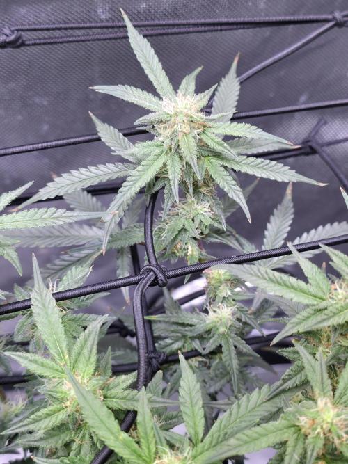 Bubblegum Femaleseeds. Week 12 - 28/03/2026 
The pistils that have died are the pollinated budsites! 