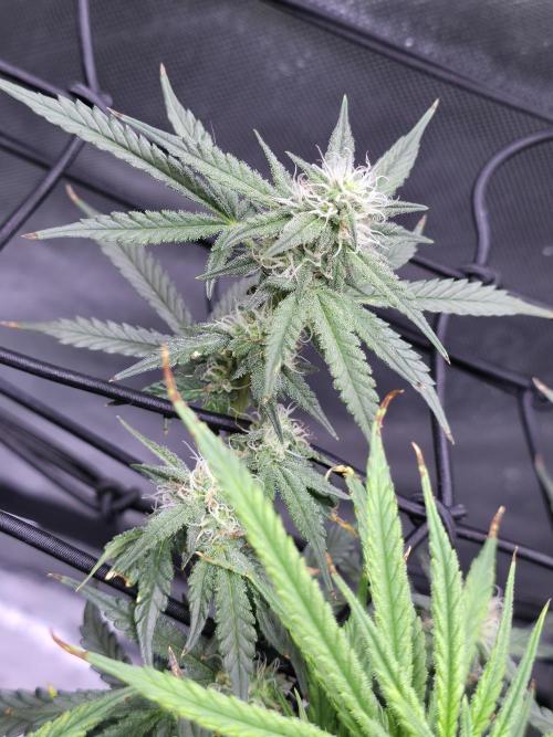 Bubblegum Femaleseeds. Week 12 - 28/03/2026 
The pistils that have died are the pollinated budsites! 
