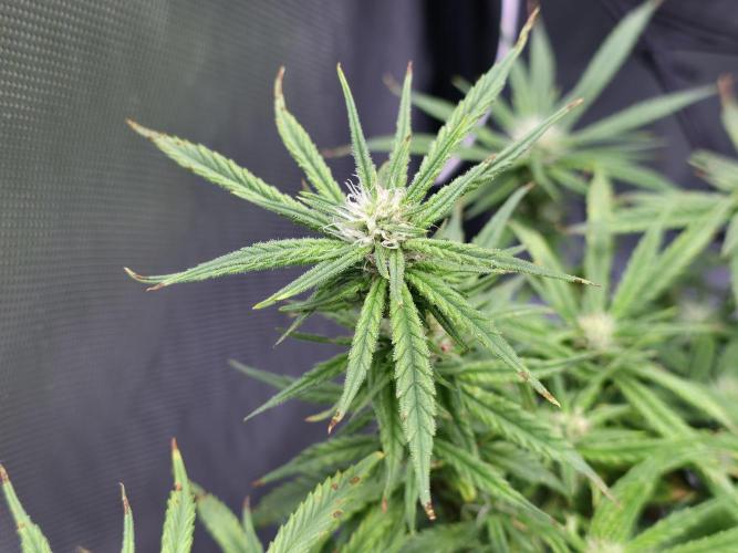 Bubblegum Femaleseeds. Week 12 - 28/03/2026 
The pistils that have died are the pollinated budsites! 
