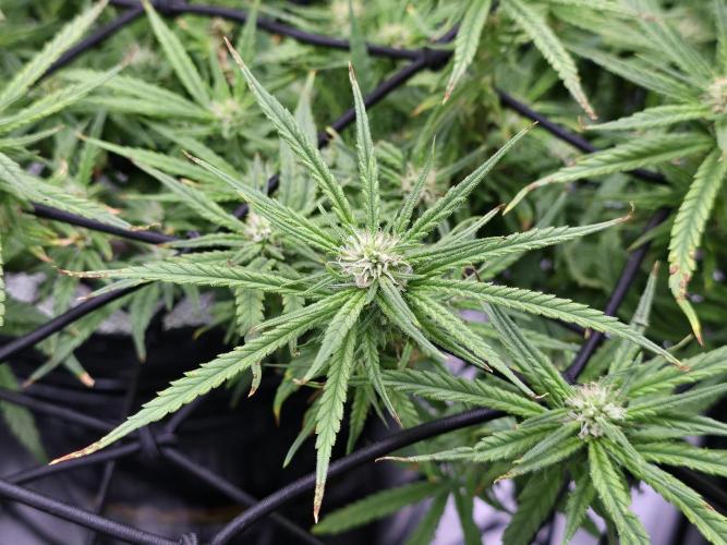 Bubblegum Femaleseeds. Week 12 - 28/03/2026 
The pistils that have died are the pollinated budsites! 