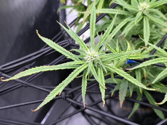 Bubblegum Femaleseeds. Week 12 - 28/03/2026 
The pistils that have died are the pollinated budsites! 