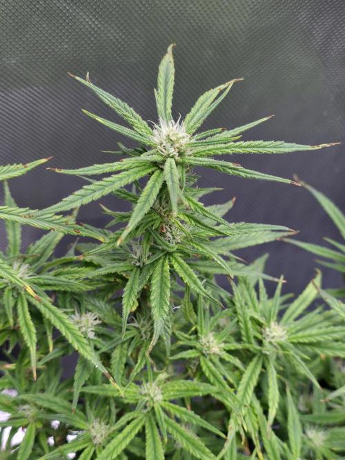 Bubblegum Femaleseeds. Week 12 - 28/03/2026 
The pistils that have died are the pollinated budsites! 