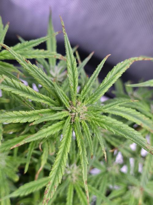 Bubblegum Femaleseeds. Week 12 - 28/03/2026 
The pistils that have died are the pollinated budsites! 