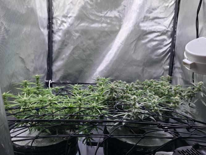 Bubblegum Femaleseeds. Week 12 - 28/03/2026 
The pistils that have died are the pollinated budsites! 