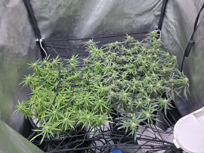 Bubblegum Femaleseeds. Week 12 - 28/03/2026
Nothing to do today but admire the beauty of Bubblegum 