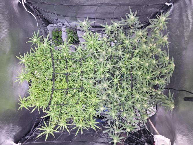 Bubblegum Femaleseeds. Week 12 - 28/03/2026
Nothing to do today but admire the beauty of Bubblegum 