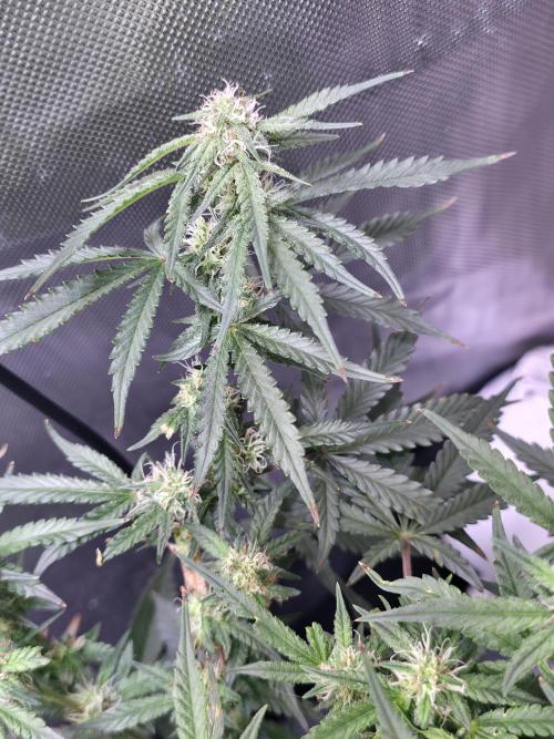 Bubblegum Femaleseeds. Week 12 - 28/03/2026
Nothing to do today but admire the beauty of Bubblegum 