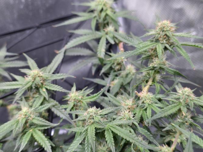 Bubblegum Femaleseeds. Week 12 - 28/03/2026
Nothing to do today but admire the beauty of Bubblegum 