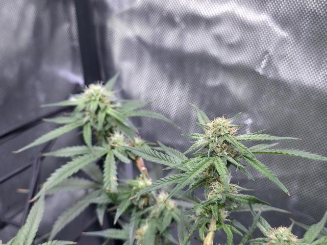 Bubblegum Femaleseeds. Week 12 - 28/03/2026
Nothing to do today but admire the beauty of Bubblegum 