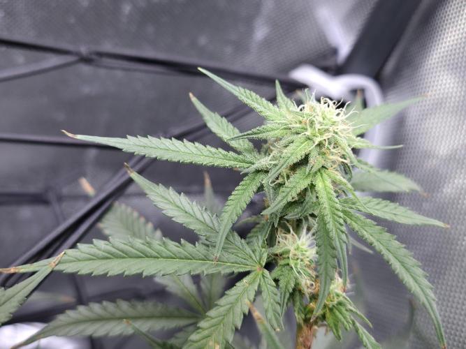 Bubblegum Femaleseeds. Week 12 - 28/03/2026
Nothing to do today but admire the beauty of Bubblegum 