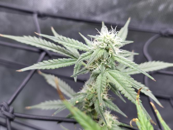 Bubblegum Femaleseeds. Week 12 - 28/03/2026
Nothing to do today but admire the beauty of Bubblegum 