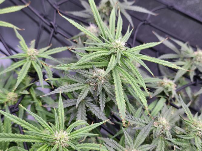 Bubblegum Femaleseeds. Week 12 - 28/03/2026
Nothing to do today but admire the beauty of Bubblegum 