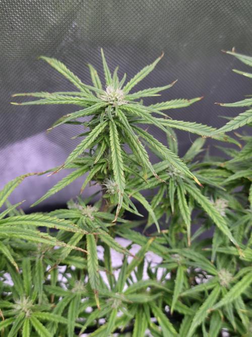 Bubblegum Femaleseeds. Week 12 - 28/03/2026
Nothing to do today but admire the beauty of Bubblegum 