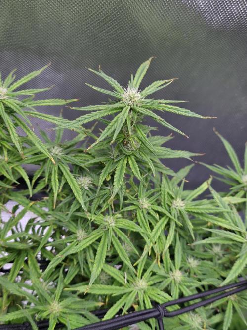 Bubblegum Femaleseeds. Week 12 - 28/03/2026
Nothing to do today but admire the beauty of Bubblegum 