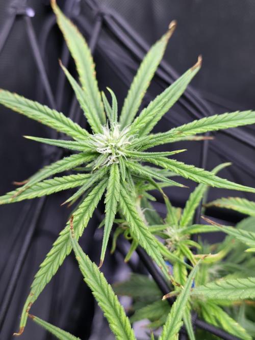 Bubblegum Femaleseeds. Week 12 - 28/03/2026
Nothing to do today but admire the beauty of Bubblegum 