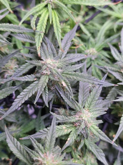 Bubblegum Femaleseeds. Week 12 - 28/03/2026
Nothing to do today but admire the beauty of Bubblegum 