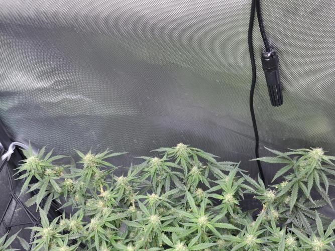 Bubblegum Femaleseeds. Week 12 - 28/03/2026
Nothing to do today but admire the beauty of Bubblegum 