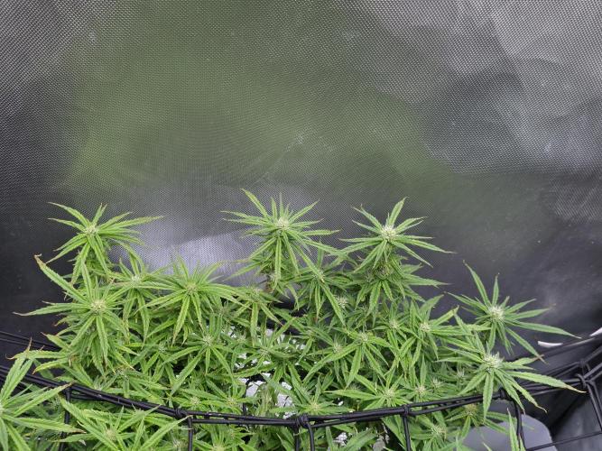 Bubblegum Femaleseeds. Week 12 - 28/03/2026
Nothing to do today but admire the beauty of Bubblegum 