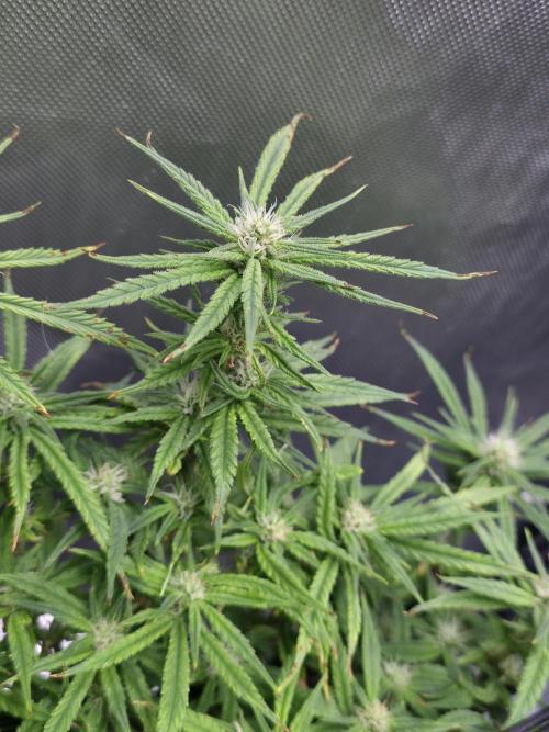 Bubblegum Femaleseeds. Week 12 - 29/03/2026
Lights on! Topped up reservoirs!