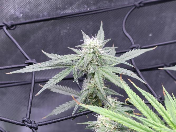 Bubblegum Femaleseeds. Week 12 - 29/03/2026
Lights on! Topped up reservoirs!