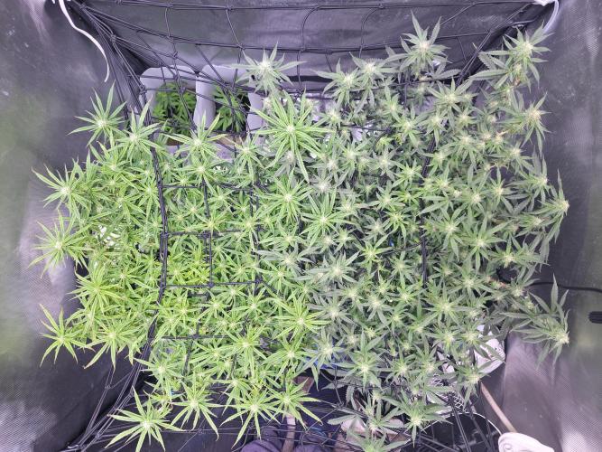 Bubblegum Femaleseeds. Week 12 - 29/03/2026
Lights on! Topped up reservoirs!