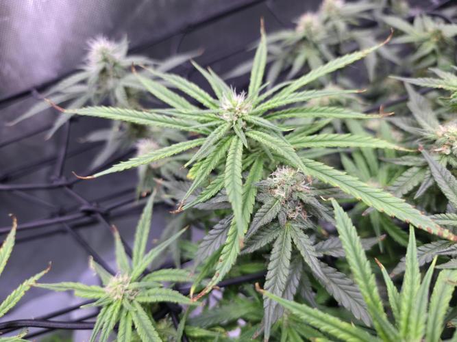 Bubblegum Femaleseeds. Week 12 - 29/03/2026
Lights on! Topped up reservoirs!