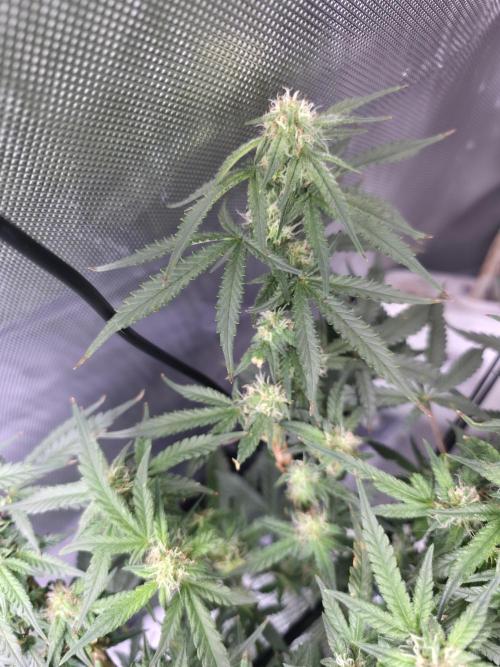 Bubblegum Femaleseeds. Week 12 - 29/03/2026
Lights on! Topped up reservoirs!