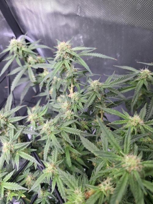 Bubblegum Femaleseeds. Week 12 - 29/03/2026
Lights on! Topped up reservoirs!