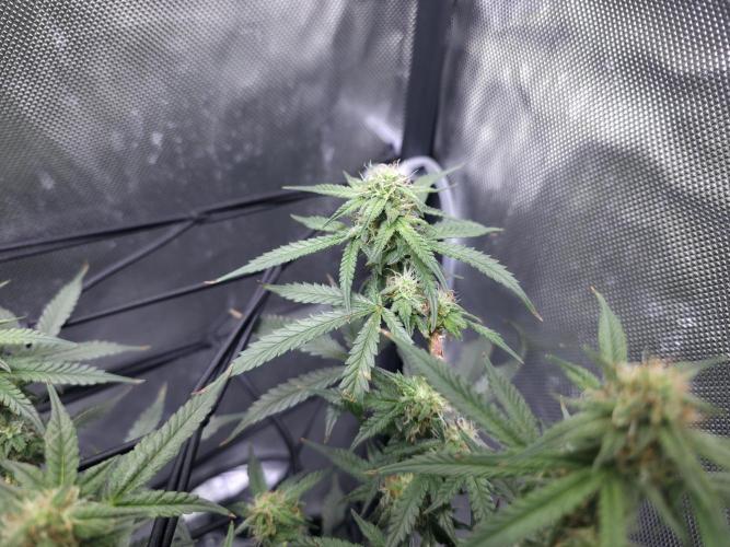 Bubblegum Femaleseeds. Week 12 - 29/03/2026
Lights on! Topped up reservoirs!