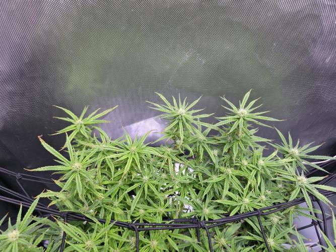 Bubblegum Femaleseeds. Week 12 - 29/03/2026
Lights on! Topped up reservoirs!