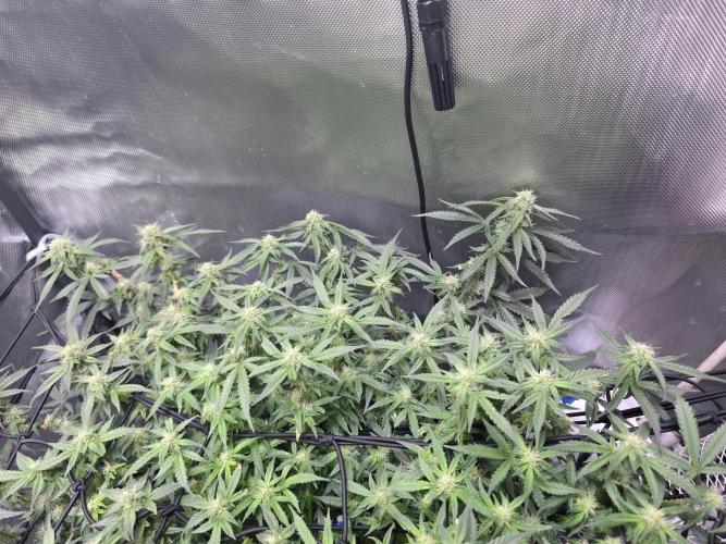 Bubblegum Femaleseeds. Week 12 - 29/03/2026
Lights on! Topped up reservoirs!