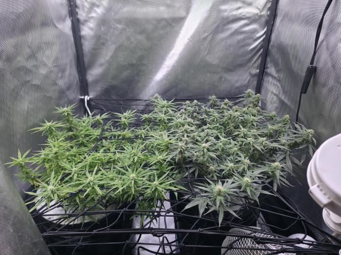 Bubblegum Femaleseeds. Week 12 - 29/03/2026
Lights on! Topped up reservoirs!