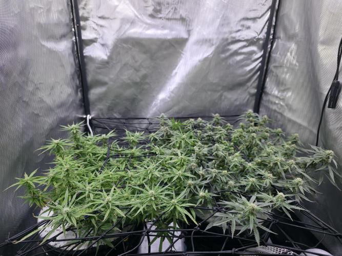 Bubblegum Femaleseeds. Week 12 - 29/03/2026
Midday; tucked the stretch and lite defoll!